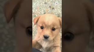 Puppy  puppy dog  puppies shortsvideo shorts short puppy puppies dog doglover dogs [upl. by Nanice]