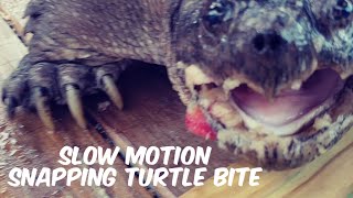 SNAPPING TURTLE BITE  SLOW MOTION [upl. by Carmena]