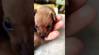 Micro Puppy cute Dog🥹 [upl. by Ganny]