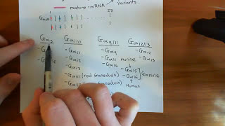 Heterotrimeric G Proteins Part 2 [upl. by Teddman]