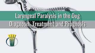 Laryngeal Paralysis in the Dog [upl. by Jonny]