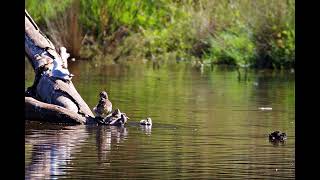 Nature ambience lake early morning birds ducks lorikeets sound effect free for use [upl. by Benedetta]