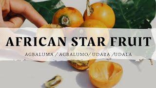 AFRICAN STAR FRUIT Agbalumo Udara  Types Season Health Benefits How to pick the sweetest [upl. by Nairde378]