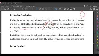 L89 Pyrimidine Catabolism [upl. by Nawuj]