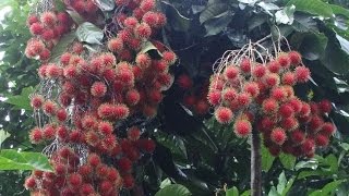 Rambutan Harvesting Nephelium lappaceum [upl. by Annahsirhc539]