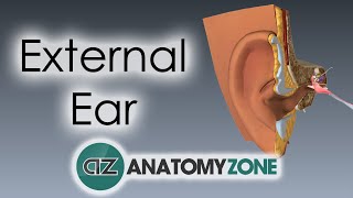 External Ear  Anatomy Tutorial [upl. by Milson827]