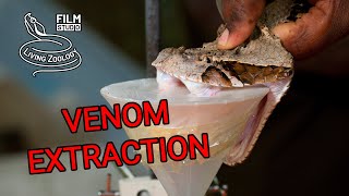 Milking deadly venomous snakes venom extraction Gaboon viper Rhinoceros viper longest fangs [upl. by Idet]