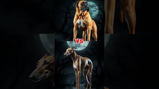 Great Dane vs Greyhound Fight shorts trending [upl. by Ettegroeg]