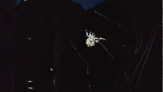 Female Barn Spider spinning web [upl. by Ynneg]