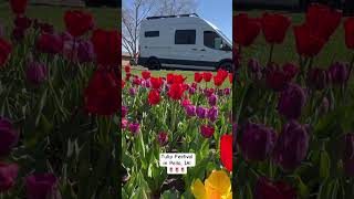 It’s Tulip Time in Pella IA pellaia tulips midwesttravel jkandkiminthecamper vanlife [upl. by Blackwell]