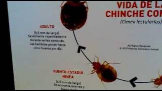 Ciclo Biologico de la Chinche [upl. by Collins]