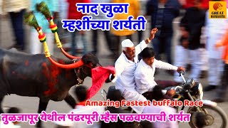 पंढरपूरी म्हैस पळवण्याची शर्यत  Pandharpuri Buffalo Race  Amazing Fastest buffalo Desi Indian Race [upl. by Lasko]