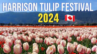 🇨🇦 🌷 Walking Tour Harrison Tulip Festival 2024  Agassiz BC Canada  April 14 2024 [upl. by Willi]