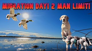 Duck Hunting 2024  A LAKE on a FLIGHT DAY Mixed Bag LIMITS [upl. by Leesa564]