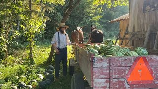 Harvesting Watermelons at Titus Morris’ Henson Creek Farm 🍉 [upl. by Grani]