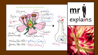 mr i explains The Parts of a Flower and Pollination for KS3 [upl. by Pierpont]