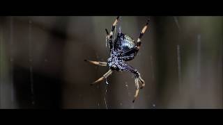 Montaraz  Araña del Boldo Molinaranea clymene [upl. by Simson]