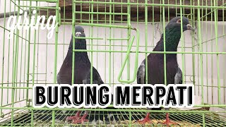 BURUNG MERPATI  GIRING GUYS ⁉️  PELIHARA BURUNG MERPATI 😱 [upl. by Llireva]