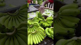 Kela ko kaise pakaya jata hai farming farming making shortvideo [upl. by Gardener]