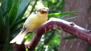 Corona Gloster Canary Singing [upl. by Auof]