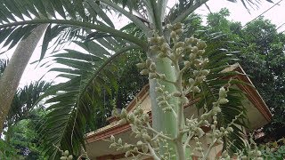 Christmas Palm Trees Make Honey  also Known as Manila Palm or Adonidia Merrillii [upl. by Eyks]