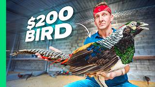 1 Bird VS 200 Bird Vietnams RARE Street Food [upl. by Nasho]