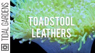 Sarcophyton Toadstool Leather Corals [upl. by Arenat]