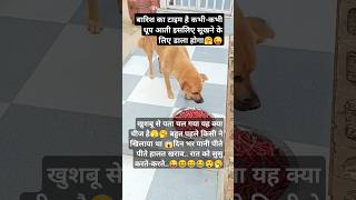 हालत खराबnewjoke funnyreels funny comedy cute baby dog cutebaby views babygirl fun [upl. by Eanahc931]