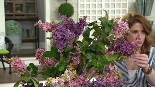 Barbara King 2Piece Reblooming Lilac Josee on QVC [upl. by Airdnal]