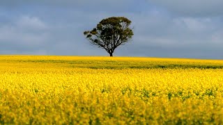 Spectacular canola fields in Western Australia [upl. by Jeanine]