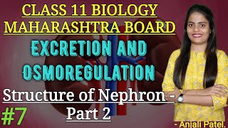 Class 11Excretion and Osmoregulation  Structure of Nephron  Part 2  Anjali Maam [upl. by Ardin]