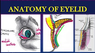 EYELIDS ANATOMY EXPLAINED [upl. by Aivatnahs79]