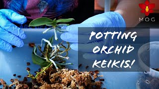 Removing and repotting Phalaenopsis baby plants keikis  Orchid Care for Beginners [upl. by Ardnahcal]