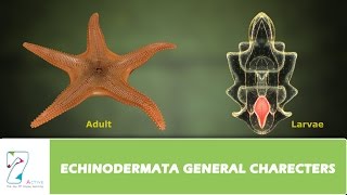 ECHINODERMATA GENERAL CHARECTERS [upl. by Eb7]