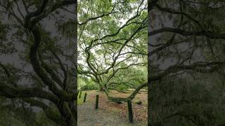 Day 271365 Angel Oak Tree photography tree oaktree oak south outdoors nature travel art [upl. by Ttehr]