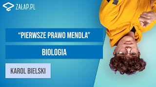 Prawa dziedziczenia  pierwsze prawo Mendla Załappl [upl. by Ynnor]