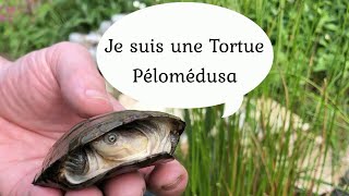 Le grand jour pour ma Tortue Pélomédusa [upl. by Tempest605]