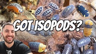 I GOT MORE ISOPODS FULL COLLECTION TOUR 36 SPECIES [upl. by Analak]