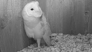 Mating Calls Why Do Barn Owls Make This Strange Noise  Live  Discover Wildlife  Robert E Fuller [upl. by Anitnamaid]