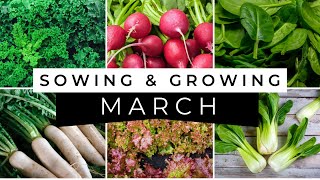 What Seeds to Sow in March  Vegetable Sowing Guide [upl. by Ailasor607]