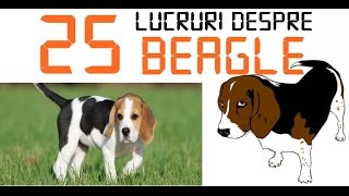 25 DE LUCRURI DESPRE BEAGLE [upl. by Sutphin]