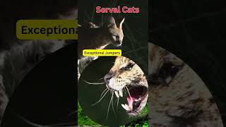 Incredible Leaping Legends  Serval Cats 🐾 ServalCat 🌟🐆 [upl. by Ynnej639]