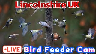 LIVE Bird Feeder Cam  Lincolnshire UK [upl. by Ain]