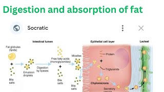 Digestion and Absorption of Fat [upl. by Assin]