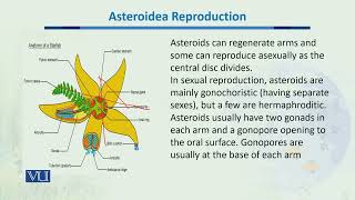 Asteroidea Reproduction  Ecology Biodiversity amp EvolutionII  BT201Topic047 [upl. by Yerok]