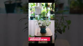 Timelapse Hypoestes Polka Dot Plant 2 Hours 하이포테스 타임랩스 2시간 plants garden gardening Hypoestes [upl. by Rinna]