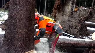 Cutting a broken tree with a Husqvarna 572XP chain saw [upl. by Aleinad]