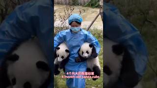 4monthold giant panda cubs4个月大的熊猫幼崽 [upl. by Ilanos643]