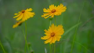 Coreopsis Lanceolata  Lanceleaf Coreopsis  Lanceleaf Tickseed  LanceLeaved Coreopsis Plant [upl. by Neibaf414]