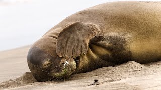 Hawaiian Monk Seal Sneeze  Maui Hawaii [upl. by Anaizit]